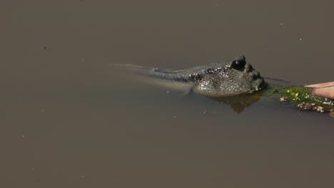 Visto-Mirando-Hacia-La-Derecha-Mientras-Se-Encuentra-En-El-Agua-Estuarina-De-Color-Marrón-Fangoso,-Periophthalmus-Chrysospilos,-Saltador-De-Barro-Con-Manchas-Doradas,-Tailandia