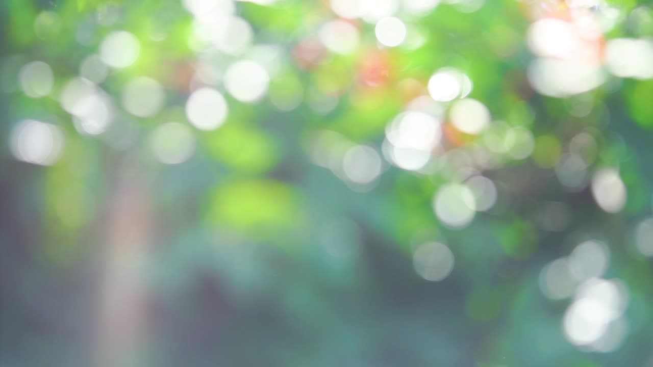 보케의 아름다움은 흐릿하고 빛은 자연 열대 숲의 배경에서 누출됩니다. 자연의 소리와 함께