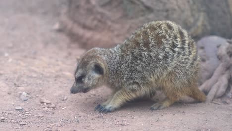 close up of meerkat eating