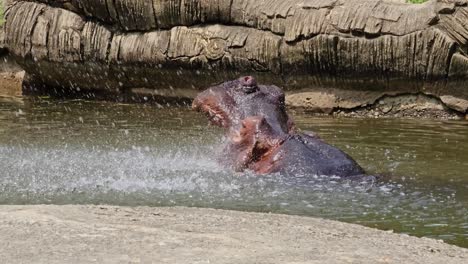 Nilpferd-Oder-Flusspferd,-Das-Sein-Großes-Maul-öffnet,-Indem-Es-Beim-Schwimmen-Im-Teich-Eine-Wasserfontäne-Besprüht