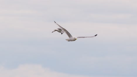 two seagulls glide and maneuver through a soft, overcast sky. the camera tracks their synchronized flight with a steady, wide perspective and natural daylight