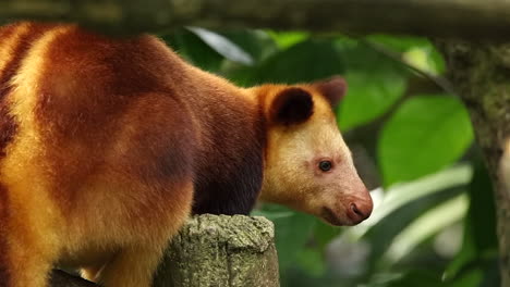 Tree-kangaroo-on-top-of-tree