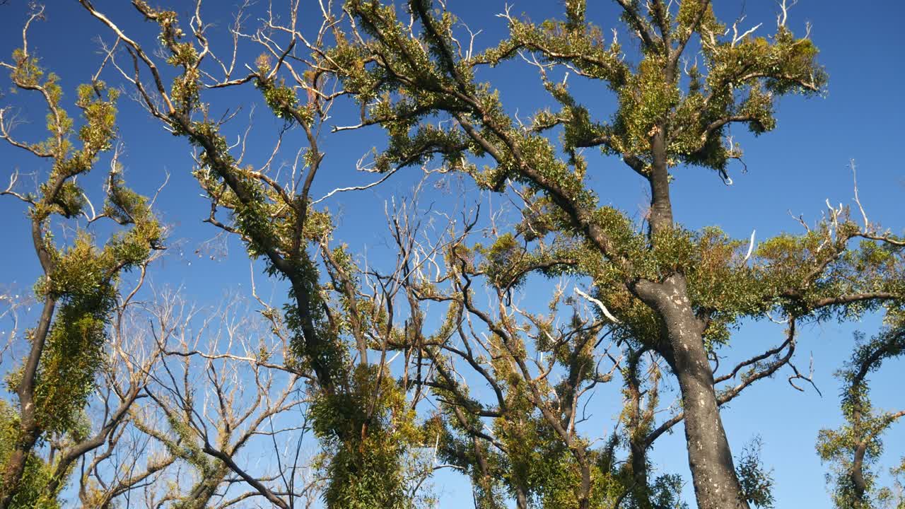 Panning footage looking up at epicormic shoots on recovering eucalypt forest one year after wildfire near Mallacoota, Victoria, Australia, December 2020