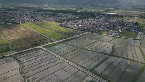 From-above,-Dali's-paddy-fields-form-an-exquisite-blend-of-green-waves-and-golden-patches