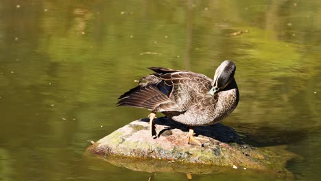 duck preening itself on a rock in water