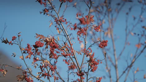 Eine-Nahaufnahme-Des-Ebereschenbaums-Mit-Hellen-Blättern-Und-Beeren