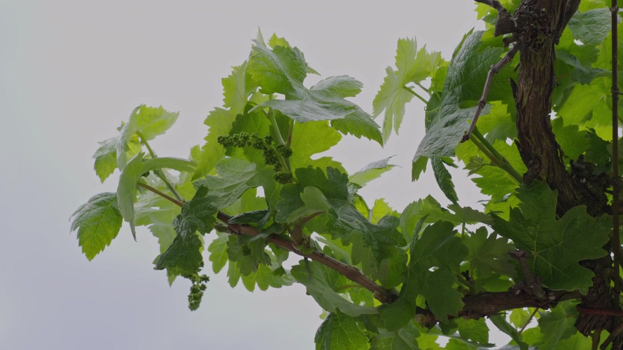 Primo piano dettagliato di vivaci foglie di vite e piccoli grappoli di uva acerba su un fusto legnoso, delicatamente illuminati dalla luce diurna nuvolosa.