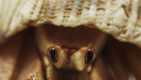 hermit crab's eyes in extreme macro: directly facing camera