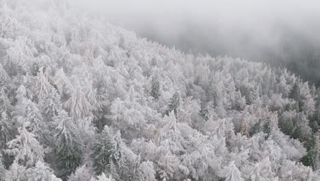 Drones-Volando-Pinos-Cubiertos-De-Nieve-Blanca-En-El-Bosque-De-Bucegi,-Rumania