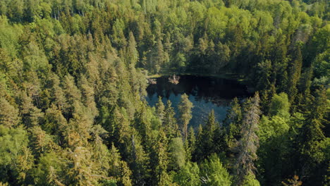 Bosques-Verdes-De-Letonia-En-El-Mes-De-Mayo
