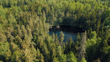 Green-forests-of-Latvia-in-the-month-of-May