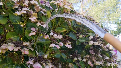 slow motion hose watering hydrangea in garden during record heat wave uk