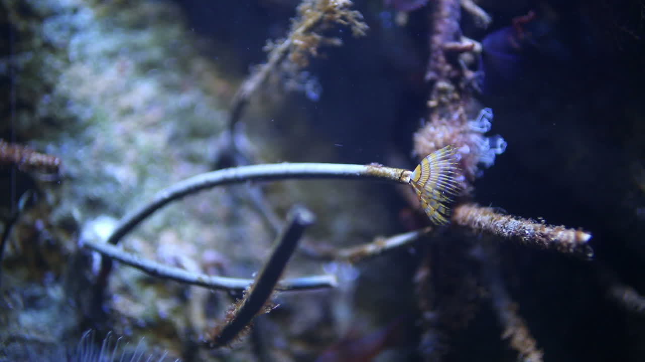 валенсия аквайриум 10