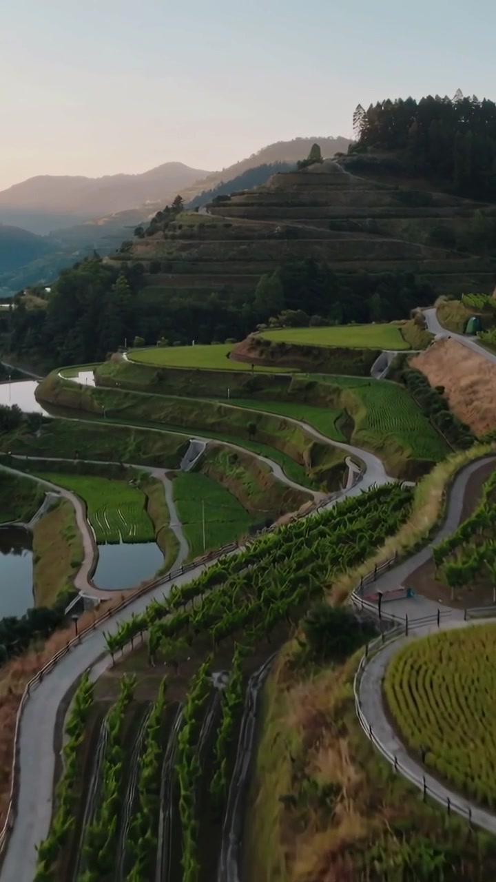 Video verticale: Drone che inizia a planare su terrazzamenti collinari, catturando un tubo blu e risaie bagnate