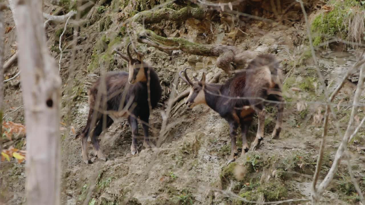 Inquadratura statica a mezzo busto di due camosci dal manto scuro in piedi su una parete rocciosa scoscesa, ripida e muschiosa con vegetazione verde. Rappresenta la fauna selvatica d'alta quota e un terreno impegnativo.