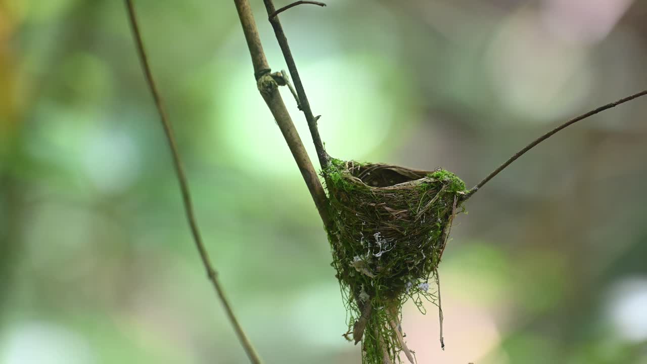 papamoscas azul de nuca negra, hypothymis azurea, kaeng krachan, tailandia