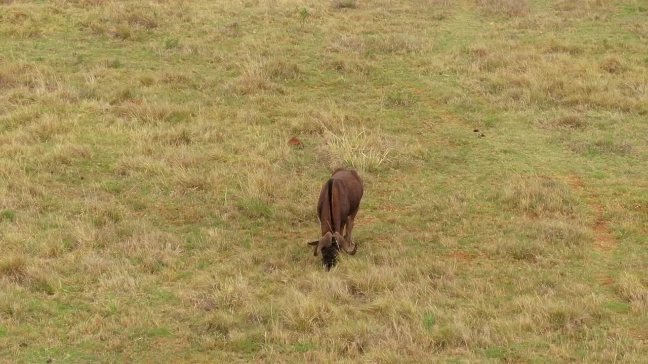 drone aéreo solitario gnu graziong en la hierba de primavera en la naturaleza