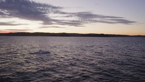 Aerial-drone-footage-of-Humpback-Whale-close-up-breaching-off-Sydney-Northern-Beaches-Coastline-during-golden-hour-sunset-during-migration