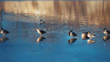 mallard ducks sit on the edge of the thin ice in the pond