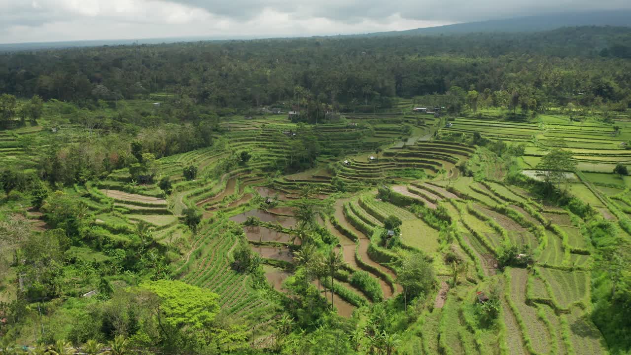 antena de terrazas de arrozales y paisaje de selva tropical en la isla de bali, indonesia
