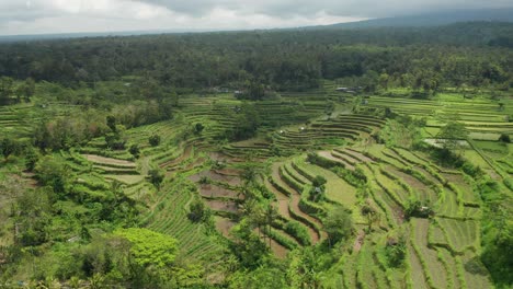 aerial of ricefield terraces and tropical rainforest landscape on bali island, indonesia