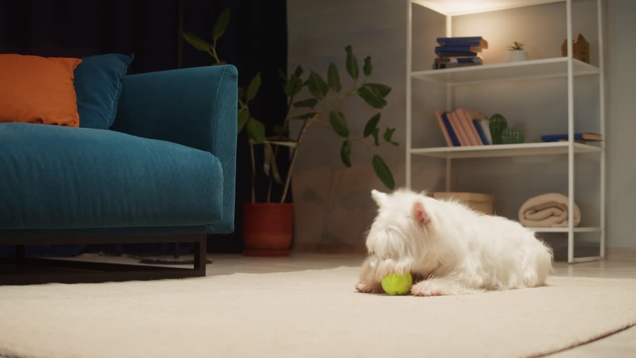 Cute West Highland White Terrier Playing with a Ball in a Living Room