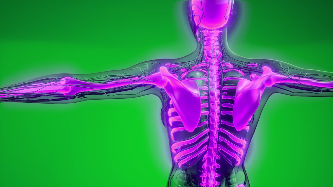 cuerpo humano transparente con huesos visibles