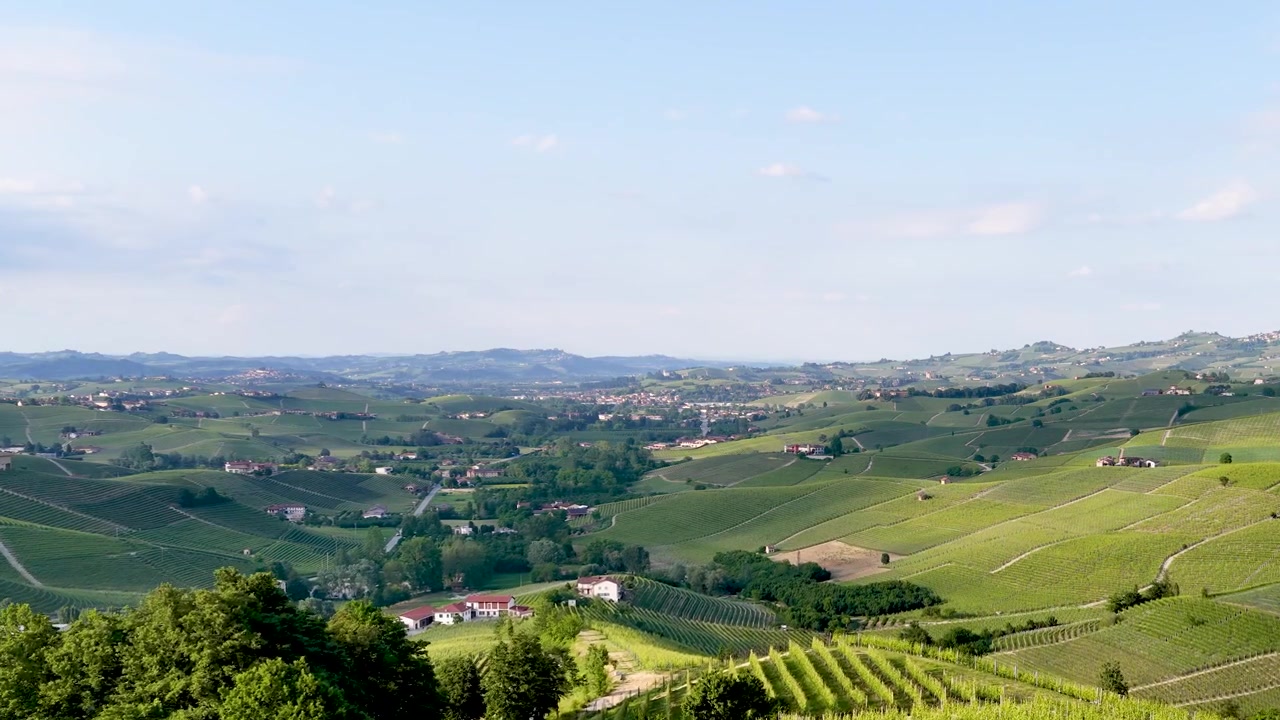 Ampia ripresa aerea con drone di lussureggianti vigneti verdi e dolci colline sotto una luce diurna intensa.