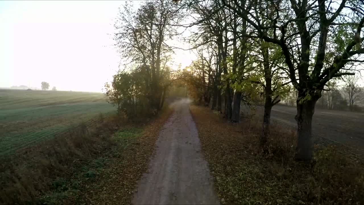 camino de ripio entre árboles en una soleada mañana de otoño