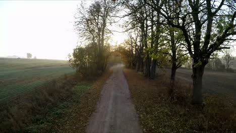 camino de ripio entre árboles en una soleada mañana de otoño