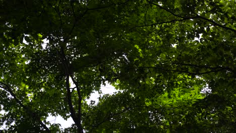 Frame-filling-green-leaves-of-Maple-Tree-against-bright-sky-in-Summer