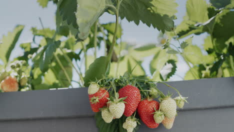 a bunch of ripe strawberries hangs from a high dutch garden