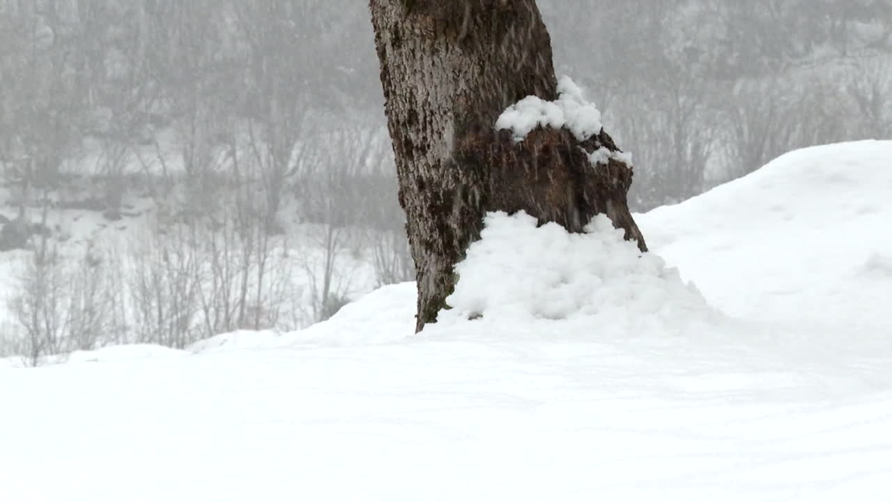 Snowy landscape with tree