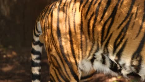 a tiger walking through its enclosure