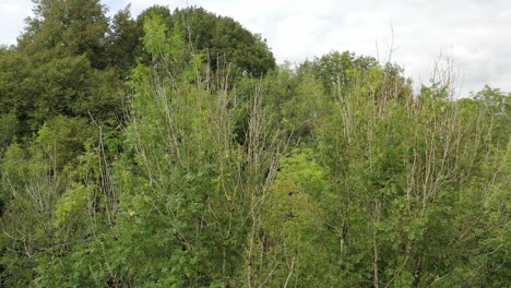 drone shot moving forwards towards a canopy of ash trees with signs of the disease ash die back in the uk-1