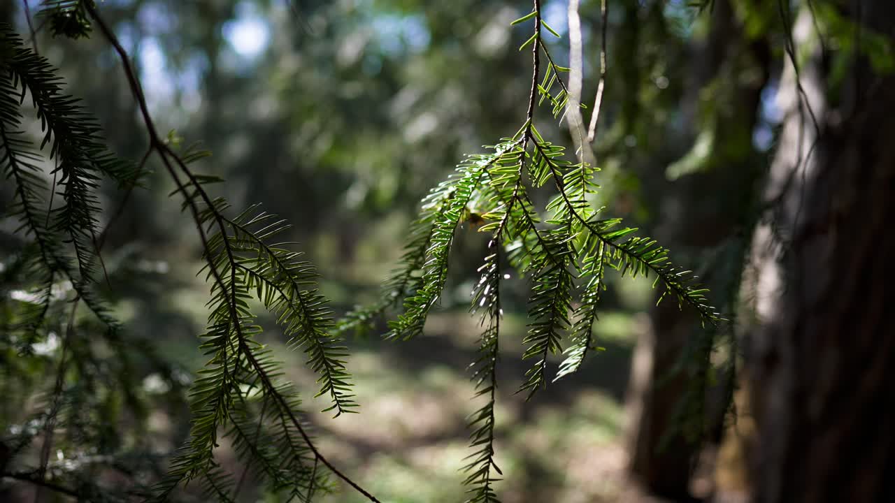 松树的树枝和针在风中移动,阳光照在针上
