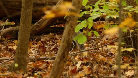 Buschiges-Graues-Eichhörnchen,-Das-Auf-Waldboden-über-Knusprigen-Gefallenen-Blättern-Nach-Nahrung-Sucht,-Teleaufnahme