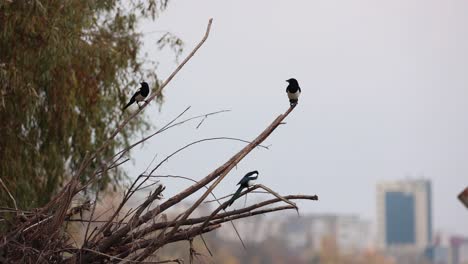 Perching-Common-Magpie-Birds-With-Cityscape-Bokeh-At-Background