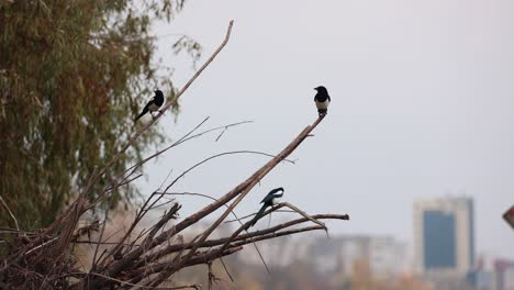 perching common magpie birds with cityscape bokeh at background