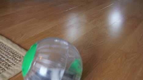 hamster pet in wheel, plastic ball inside home