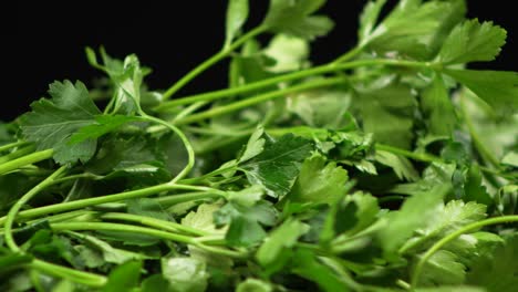 Macro-close-up-of-juicy-fresh-parsley-rotating-on-a-black-background