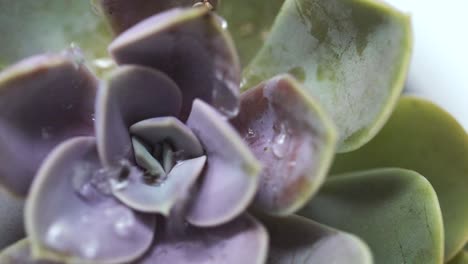 ピンクのエケベリア多肉植物にスローモーションの雨が落ちる