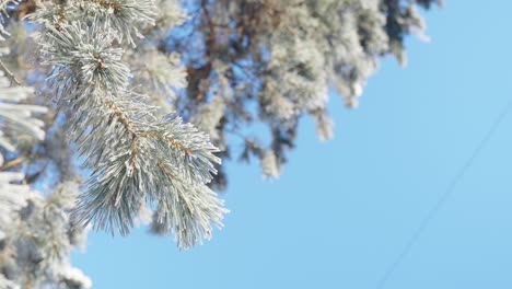 conifer tree covered with snow on a cold winter frosty day, clear sky, low angle