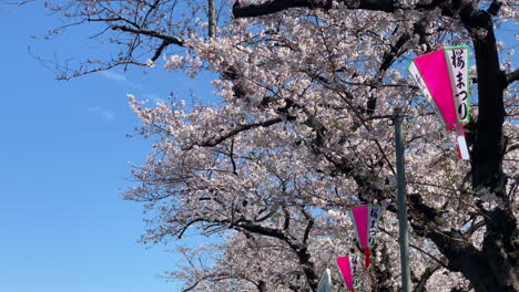 El-Cielo-Azul-Sobre-Los-Cerezos-En-Flor-Y-La-Lámpara-De-Papel-En-El-Parque-Sumida