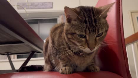 cute-brown-tabby-cat-closeup