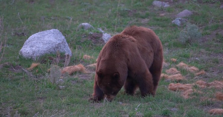 Mid shot of an American black bear grazing peacefully in its natural habitat. Wildlife footage capturing relaxed foraging behavior in a North American landscape.