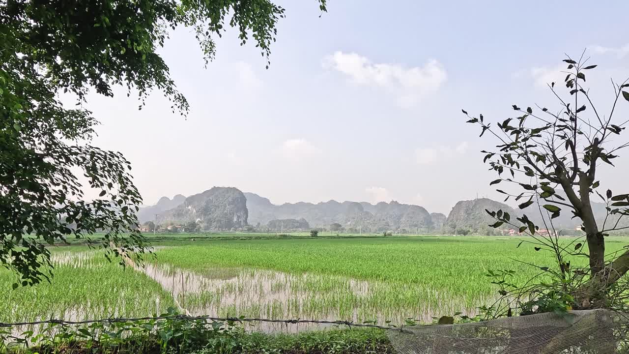 은 하늘 아래 울창한 초록색
