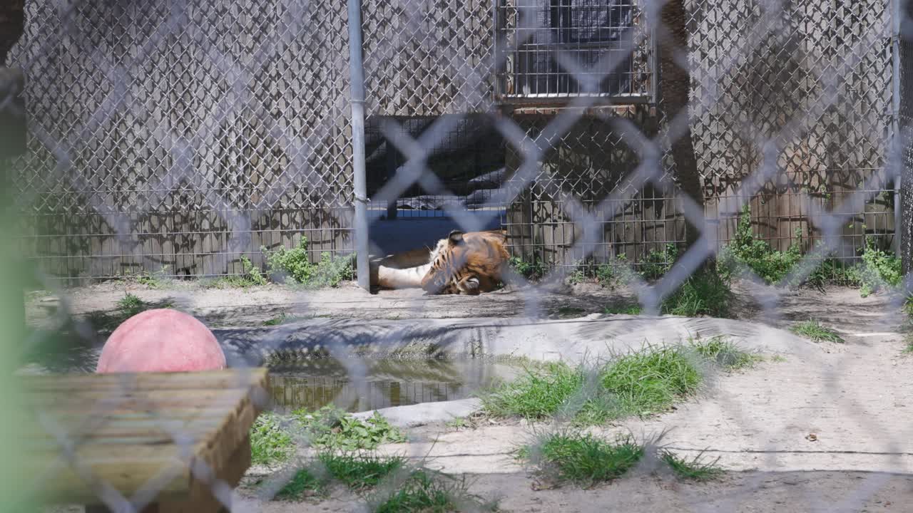 Bengal tiger laying down behind fence in enclosure