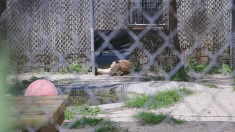 bengal tiger laying down behind fence in enclosure