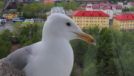 The-head-of-a-seagull-in-close-up.-The-bird-landed-on-the-window-sill.-Shooting-through-glass.